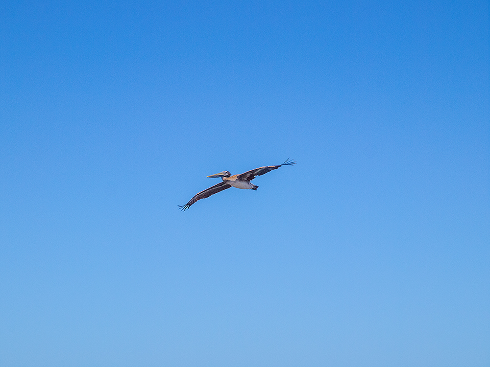 Pelican