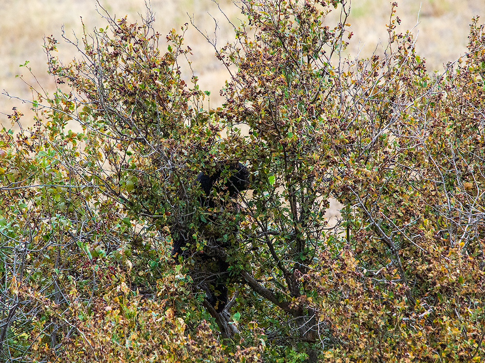 Black Bear